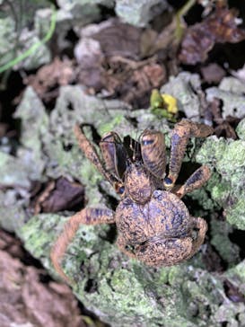 宮古島 ADVENTURE PiPi（ミヤコジマ アドベンチャー ピピ）に投稿された画像（2023/11/28）