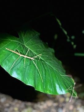 宮古島 ADVENTURE PiPi（ミヤコジマ アドベンチャー ピピ）に投稿された画像（2023/11/28）