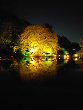 NAKED 紅葉の新宿御苑2023に投稿された画像（2023/11/28）