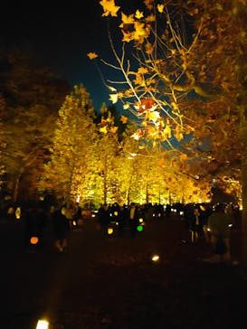 NAKED 紅葉の新宿御苑2023に投稿された画像（2023/11/28）