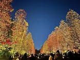 NAKED 紅葉の新宿御苑2023に投稿された画像（2023/11/28）