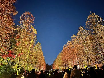 NAKED 紅葉の新宿御苑2023に投稿された画像（2023/11/28）