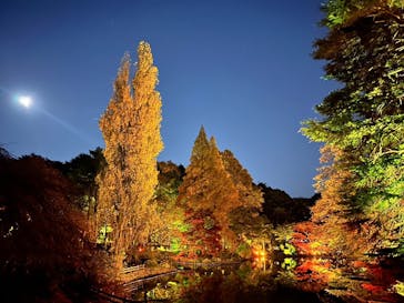 NAKED 紅葉の新宿御苑2023に投稿された画像（2023/11/28）