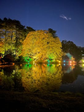 NAKED 紅葉の新宿御苑2023に投稿された画像（2023/11/28）