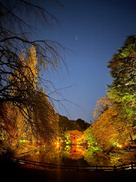 NAKED 紅葉の新宿御苑2023に投稿された画像（2023/11/28）