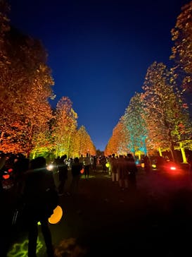 NAKED 紅葉の新宿御苑2023に投稿された画像（2023/11/28）