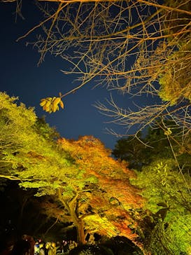 NAKED 紅葉の新宿御苑2023に投稿された画像（2023/11/28）