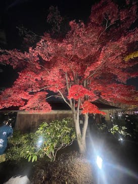 国営昭和記念公園 秋の夜散歩に投稿された画像（2023/11/28）