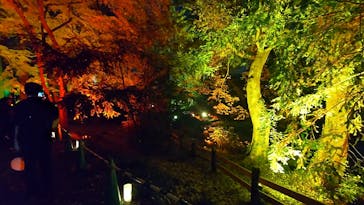 NAKED 紅葉の新宿御苑2023に投稿された画像（2023/11/28）