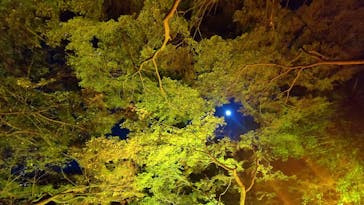 NAKED 紅葉の新宿御苑2023に投稿された画像（2023/11/28）