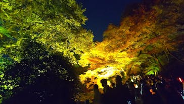 NAKED 紅葉の新宿御苑2023に投稿された画像（2023/11/28）