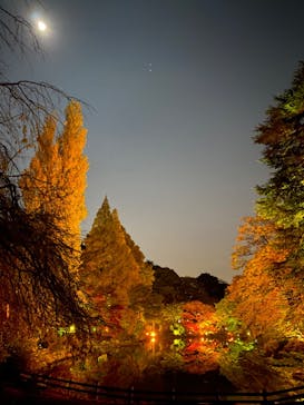 NAKED 紅葉の新宿御苑2023に投稿された画像（2023/11/28）