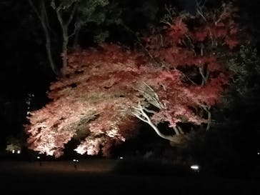 六義園に投稿された画像（2023/11/28）