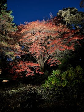 六義園に投稿された画像（2023/11/28）