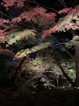 六義園に投稿された画像（2023/11/28）