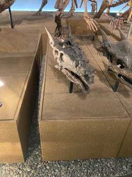 福井県立恐竜博物館に投稿された画像（2023/11/29）