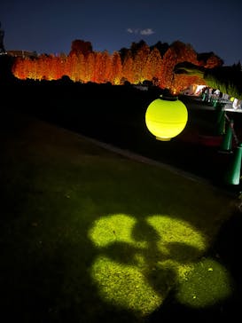 NAKED 紅葉の新宿御苑2023に投稿された画像（2023/11/29）