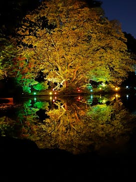 NAKED 紅葉の新宿御苑2023に投稿された画像（2023/11/29）