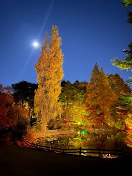 NAKED 紅葉の新宿御苑2023に投稿された画像（2023/11/29）