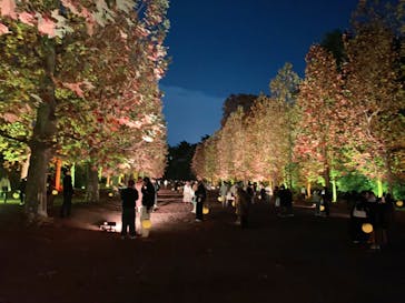 NAKED 紅葉の新宿御苑2023に投稿された画像（2023/11/29）