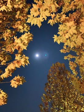 NAKED 紅葉の新宿御苑2023に投稿された画像（2023/11/29）