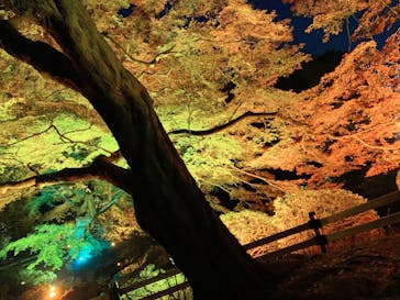 NAKED 紅葉の新宿御苑2023に投稿された画像（2023/11/29）