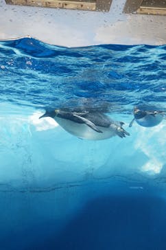 名古屋港水族館に投稿された画像（2023/11/29）