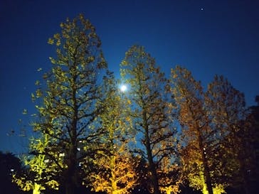 NAKED 紅葉の新宿御苑2023に投稿された画像（2023/11/29）