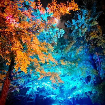 国営昭和記念公園 秋の夜散歩に投稿された画像（2023/11/29）