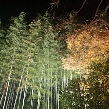 国営昭和記念公園 秋の夜散歩に投稿された画像（2023/11/29）