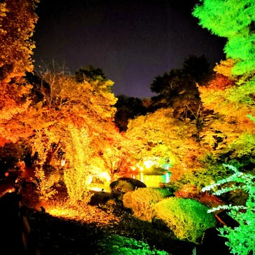 NAKED 紅葉の新宿御苑2023に投稿された画像（2023/11/29）