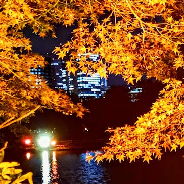 NAKED 紅葉の新宿御苑2023に投稿された画像（2023/11/29）