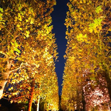 NAKED 紅葉の新宿御苑2023に投稿された画像（2023/11/29）