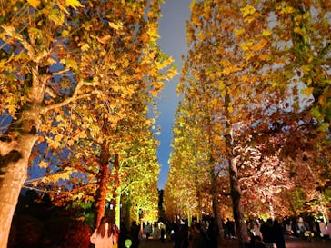 NAKED 紅葉の新宿御苑2023に投稿された画像（2023/11/29）