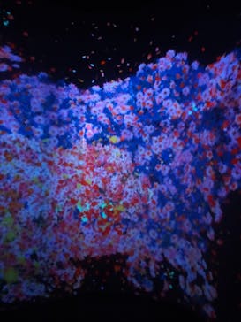 チームラボに投稿された画像（2023/11/29）