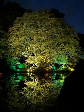 NAKED 紅葉の新宿御苑2023に投稿された画像（2023/11/29）