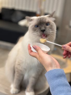 猫カフェモカ　アルシェ大宮店に投稿された画像（2023/11/29）