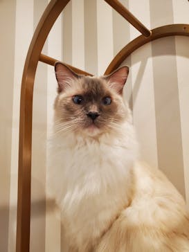 猫カフェモカ　アルシェ大宮店に投稿された画像（2023/11/29）