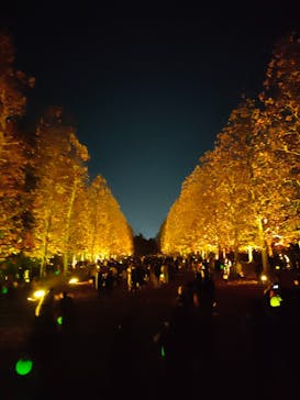 NAKED 紅葉の新宿御苑2023に投稿された画像（2023/11/29）