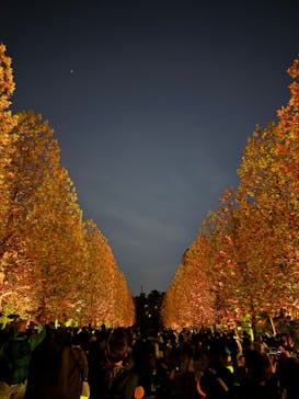 NAKED 紅葉の新宿御苑2023に投稿された画像（2023/11/29）