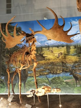 福井県立恐竜博物館に投稿された画像（2023/11/29）