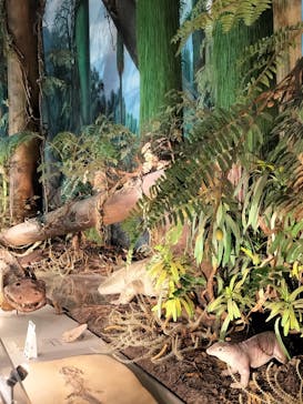 福井県立恐竜博物館に投稿された画像（2023/11/29）