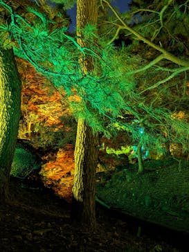 NAKED 紅葉の新宿御苑2023に投稿された画像（2023/11/29）