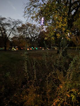 NAKED 紅葉の新宿御苑2023に投稿された画像（2023/11/29）