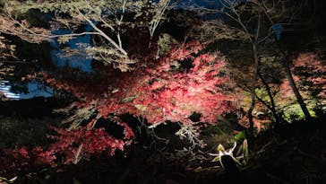 六義園に投稿された画像（2023/11/29）