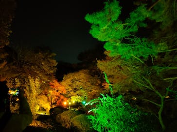 NAKED 紅葉の新宿御苑2023に投稿された画像（2023/11/29）