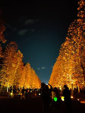 NAKED 紅葉の新宿御苑2023に投稿された画像（2023/11/29）