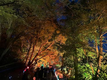 NAKED 紅葉の新宿御苑2023に投稿された画像（2023/11/29）