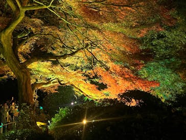 NAKED 紅葉の新宿御苑2023に投稿された画像（2023/11/29）