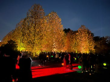 NAKED 紅葉の新宿御苑2023に投稿された画像（2023/11/29）